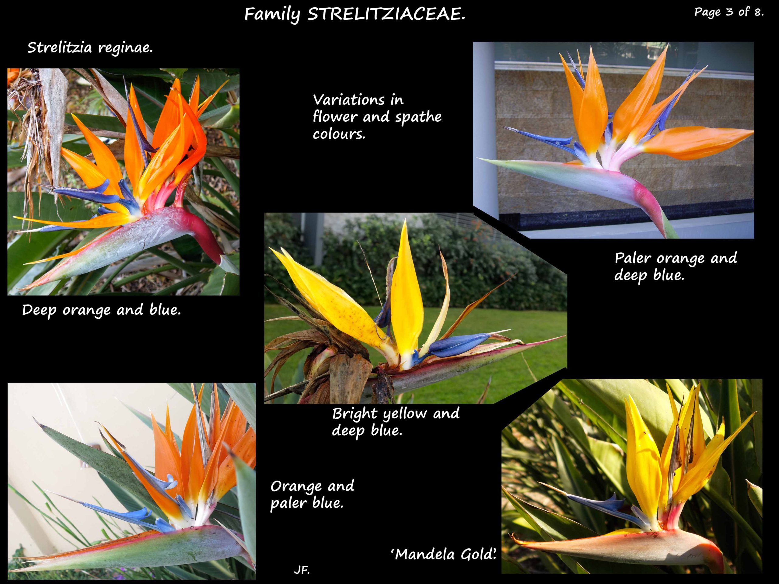 3 Flowers of Strelitzia reginae